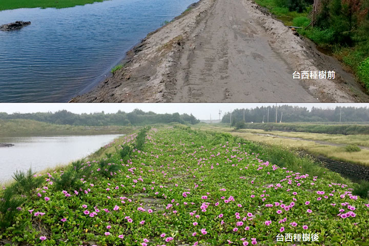 台西海園種樹前後的比較圖